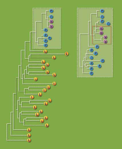 (그림 3) 에이즈 바이러스의 역전사효소 유전자의 진화 계통도^P는 범인이 혈액을 채취한 에이즈 환자를 나타내며 V는 에 이즈 환자의 혈액을 주사받은 피해 여성, L은 사건이 일어난 지역의 다른 에이즈 환자들을 나타낸다. 이 그림에서 에이즈 환자와 피해 여성이 가진 바이러스가 유전적으로 같은 기원 임을 알 수 있다.