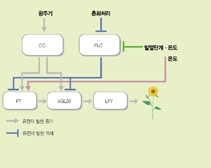 (그림 4)개화 유전자 네트워크^개화 유전자는 최상위 유전자가 단계를 거쳐 말단 유전자의 발 현에 영향을 미치는 군대식 네트워크를 가진다. 광주기의 영향 을 받는 CO 유전자는 하위 유전자인 FT와 AGL20을 발현시 키는 반면, FLC 유전자는 이들의 발현을 억제한다. 또한 개화 억제자인 FLC는 겨울철 저온기간을 거치는 춘하처리에 의해 발현이 억제되는 반면, 적당한 온도는 FT 유전자를 발현시킨 다. 결국 최하위 유전자인 LFY가 발현돼 꽃이 핀다.