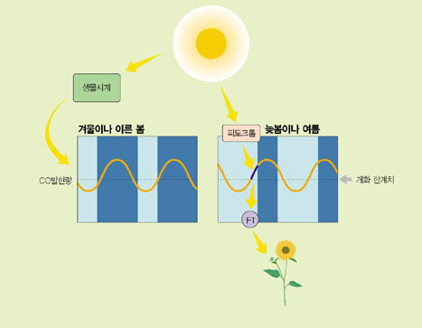 (그림5) 광주기에 따른 개화조절 모델 장일식물인 애기장대의 경우 생물시계의 조 절을 받는 CO 유전자 발현량이 늦봄이나 여름 낮 동안 개화 한계치 이상으로 올라간 다. 그러면 FT 유전자가 발현되고 꽃이 피 게 된다.
