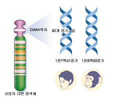 인간 두뇌의 복잡한 구조를 설명할 수 있는 유전자가 CMAH다. CMAH는 뇌세포에 악영향을 미치기 때문에 신경세포의 분화를 억 제한다. 사람은 이 유전자의 일부가 없어져 신경세포의 분화가 활발 하지만, 침팬지는 그렇지 못하다.