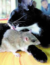 쥐 신경세포 속의 칼슘 농도를 높이는 방법으로 정상 쥐보다 똑똑한 쥐를 탄생시켰다
