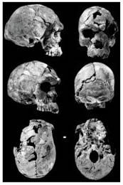 최근 네이처 표지기사를 장식한 호모사피엔스 두개골 화 석. 현생 인류의 직계조상 유골로는 가장 오래된 16만년 전의 것이다.