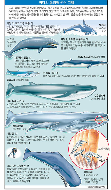 바다의 올림픽 선수 고래