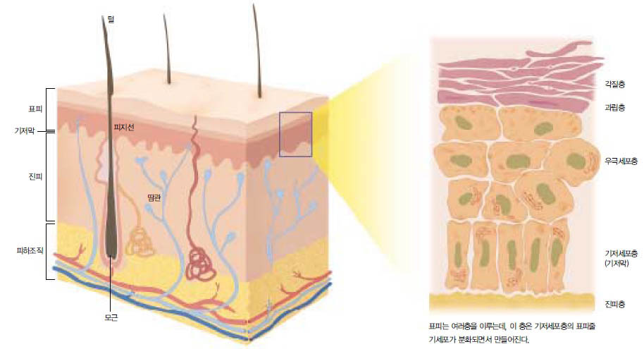 (그림) 인체 피부의 구조