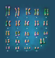사람은 22쌍의 보통 염색체 와 1쌍의 성염색체를 갖는다. 성염색체가 둘다 X면 여성이 되고, X와 Y가 하나씩이면 남성이 된다.