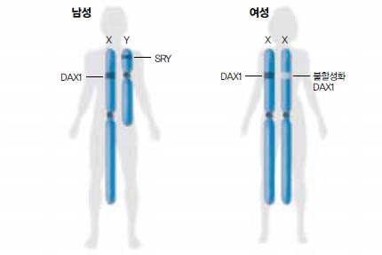 (그림1) X와 Y염색체에 의한 성의 분화