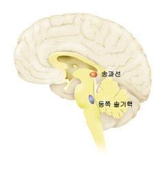 등쪽 솔기핵에서 분비되는 세 로토닌과 송과선에서 분비되는 멜라토닌은 자살의 원인이 되 는 우울증과 밀접한 관계가 있는 생체물질이다.