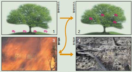 (그림1) 식물 정화 과정  식물을 이용한 환경정화 방법은 비교적 간단하다. 예를 들어 중금속인 납(Pb)에 오염된 토양의 경우 먼저 정화력이 우수한 나무를 심는다(1). 일정 기간 납을 흡수한 나무(2)는 수확해 소각한다(3). 소각 후 남은 재는 폐기하거나 납을 추출해 재활용한다(4).