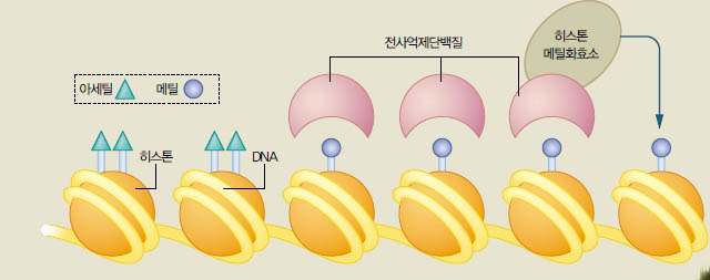 (그림2) 아세틸기에 의한 유전자 발현 조절