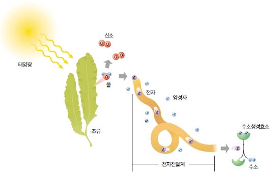 (그림) 광합성 미생물이 수소를 만드는 과정