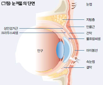 (그림) 눈꺼풀의 단면