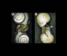 달팽이는 껍질의 나선 방향이 같아야 제대로 짝짓기를 이룬 다(왼쪽). 반대이면 생식기를 맞댈 수 없기 때문(오른쪽).