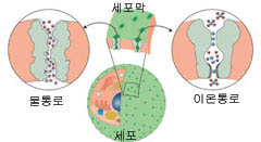 세포막에 존재하는 통로 단백질