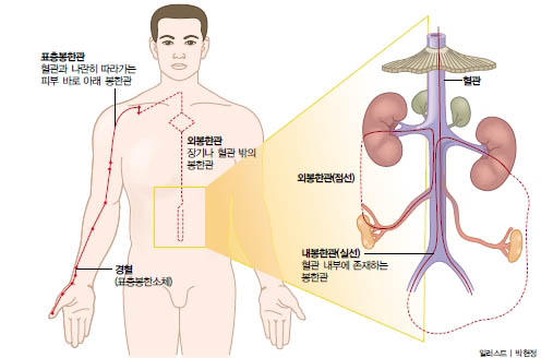 봉한학설에서의 경혈·경락의 해부학적 구조