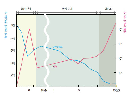 HIV가 인체를 함몰시키는 과정