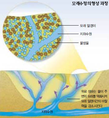 모래수렁의 형성과정