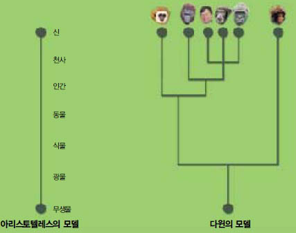 (그림1) 존재의 대사슬과 다윈 이후의 종분화 개념