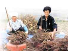 우리가 오래 전부터 애용해오던 들깨에는 식물에서는 드물게 오메가-3 필수지방산인 알파-리놀렌산이 많이 들어있다. 사진은 수확한 들깨에서 깨를 털고 있는 모습.