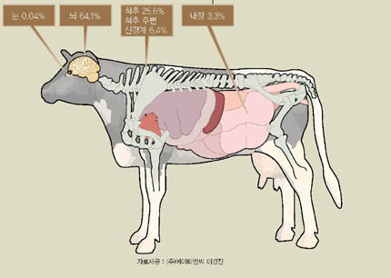 광우병 걸린 소의 위험부위^광우병 발병으로 엄청난 타격을 받은 유럽연합(EU)이 1996년 발표한 광우병 보고서에 따르면 뇌, 척추, 내장 등에 변형 프리온이 집중돼 있다.