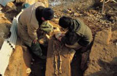 이융조 교수는 원래 뼈와 돌을 주로 발굴해왔다. 사진은 충북 청원군 두루봉에서 발굴한 사람의 전신 뼈.