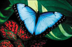 몰포나비 날개의 아름다운 파란색은 색소가 아니라 날개표면의 독특한 형태인 광구조 때문이다. 실제 나비의 색은 광구조가 없는 몸통에서 보듯이 거무튀튀하다.