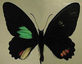 파리데스나비의 날개 가운데 녹색부분은 광결정으로 인한 색이다.