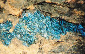 5천만년 전 딱정벌레 화석의 파란색이 여전히 선명하다. 날개 표면의 광구조가 색을 낸다.