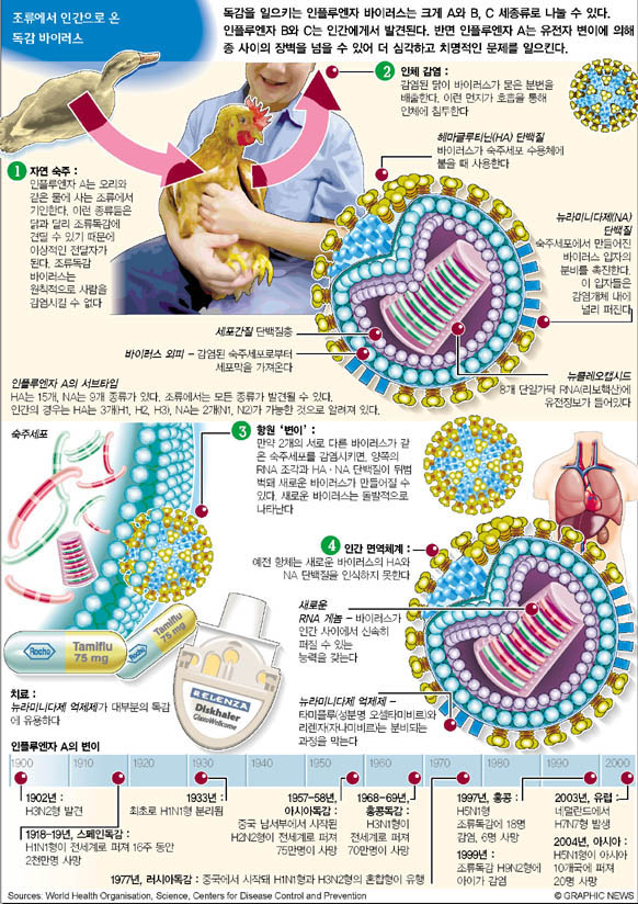 조류에서 인간으로 온 독감 바이러스