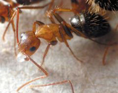 다른 일개미가 낳은 알을 옮기는 일개미. 일개미는 알에 묻어있는 화학물질로 여왕개미가 아닌 다른 일개미가 낳은 것을 구별해내 잡아먹는다.