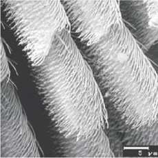 거미발에 있는 털을 전자현미경으로 확대한 모습. 털 자체에도 상당히 많은 미세한 털이 덮고 있다. 이 미세털로 인해 거미는 거꾸로 매달려있을 수 있는 접착력을 갖게 됐다.
