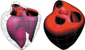 3차원 가상심장모델^돼지 심장으로부터 측정한 자료를 바탕으로 뉴질랜드 오클랜드대가 만들었다.
