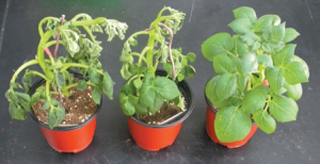 일반 감자(왼쪽, 가운데)와 유전자조작 감자(오른쪽)를 고온 및 환경 스트레스가 많은 환경에서 재배한 결과 유전자조작 감자가 훨씬 더 잘 자랐다.