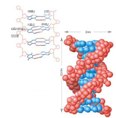 DNA이중나선의 구조^DNA이중나선은 디옥시리보스와 인산염이 뼈대를 이루고 안쪽으로 4종류의 염기가 둘씩 서로 쌍을 이루며 결합돼 있다. 이중나선의 지름은 2nm, 한바퀴 돌았을 때 길이는 3.5nm다.