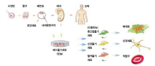 수정란에서 신경세포가 생기는 과정^수정란이 세포분열을 거듭하면 배반포가 된다. 배반포 안쪽 세포덩어리를 배양하면 베아줄기세포를 얻을 수 있다. 배아줄기세포는 어떤 인자들이 작용하느냐에 따라 혈액, 신경, 뼈 등 체내 여러가지 세포로 분화된다.