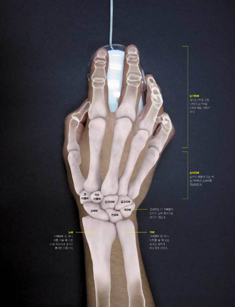 손 뼈의 구분과 손목 뼈의 구성