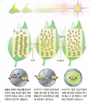 피토크롬 형태에 따른 빛 수용량 변화