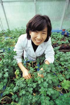 생명연 김현순 박사는 먹으면 질병을 예방하는 백신 감자와 백신 토마토를 연구하고 있다. 먹는 백신은 저개발 국가에 큰 도움이 될 것으로 보인다.