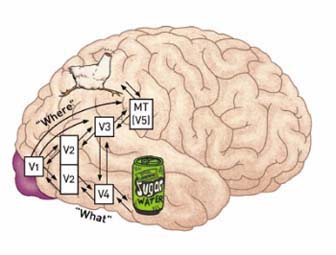 뇌에서 시각정보가 전달되는 2개 경로^망막에 맺힌 시각 정보는 시신경을 통해 뇌의 후두엽에 있는 일차시각피질(V1)로 들어온다. 그런 다음 보고 있는 대상이 '무엇(what)'인지에 대한 정보는 선조외피질의 이차(V2), 삼차(V3), 사차시각피질(V4)을 거쳐 측두엽으로 전달된다. 대상이 '어디'(where) 있는지에 대한 정보는 선조이피질의 이차(V2), 삼차(V3), 오차 시각피질(V5)과 중측두영역(MT)을 거쳐 두정엽으로 전달된다.