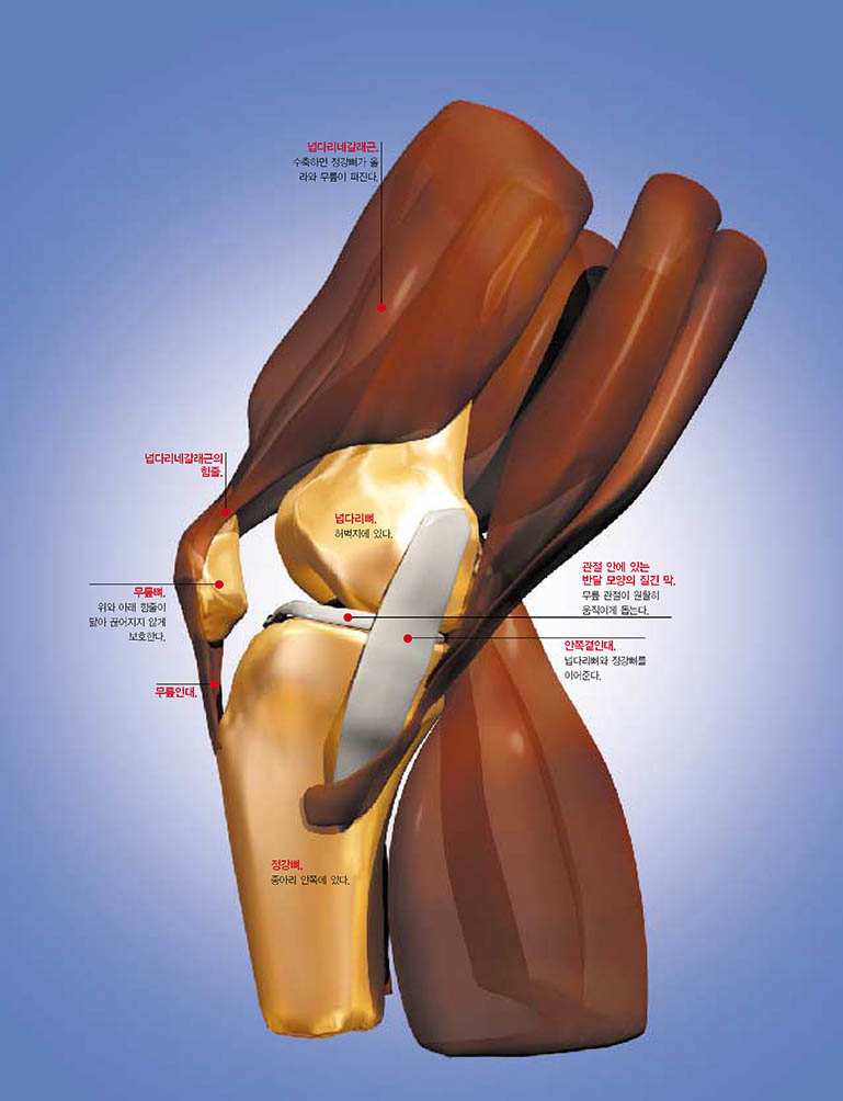 무릎 관절의 구성