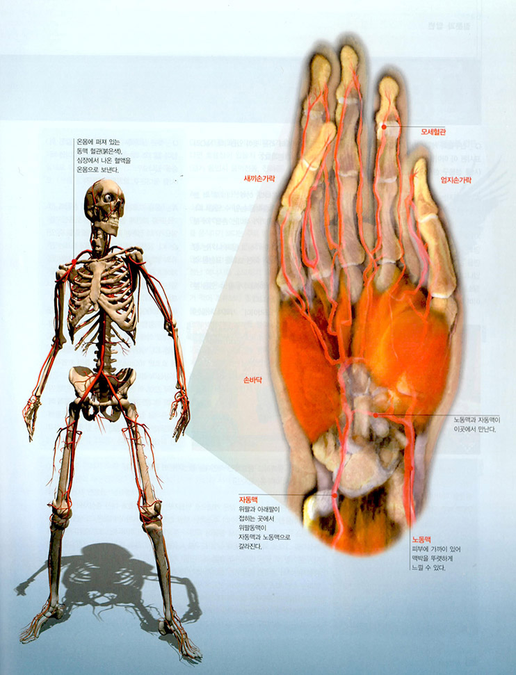 온몸에 퍼져 있는 동맥 혈관(왼쪽)과 손의 혈관