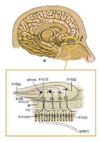 냄새를 맡는데 관여하는 조직^코 안으로 들어온 냄새분자는 후각상피에 있는 후각 수용체에 결합한다. 이 신호가 후각망울에 있는 후각 신경을 타고 뇌의 냄새중추로 전달되면 어떤 냄새인 지를 확인할 수 있다.