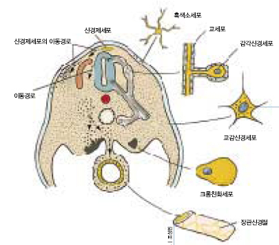 신경제세포의 다분화능^포유류 몸의 단면을 간단히 그린 모식도. 아래쪽 둥글게 튀어나온 부분이 장을 나타낸 것이다. 발생 초기 외배엽에서 떨어져 나온 신경제세포는 화살표 방향으로 이동하면서 여러 조직으로 들어가 각 조직의 세포로 분화한다.(자료출처 : 클라우스 칼도프 박사의 저서 '생물발달분석')