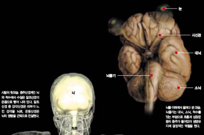 사람의 뒷모습과 뇌를 아래에서 올려다 본 모습.