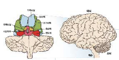 동기 유발에 관여하는 뇌 부위^왼쪽은 정면으로 본 뇌에서 대뇌피질 윗부분을 들어낸 모습이다. 배고픔, 갈증, 체온을 조절하는 시상하부, 감정과 기억에 관여하는 편도체를 비롯한 번연계, 특정 신경전달물질에 반응하는 측좌핵과 같은 뇌의 여러 가지 부위가 사람들이 어떤 행동을 하도록 동기를 유발한다.