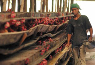 자카르타의 한 양계장에서 직원이 닭에게 모이를 주고 있다. 인도네시아에서는 지금까지 닭 수백만 마리가 조류독감으로 죽었다.