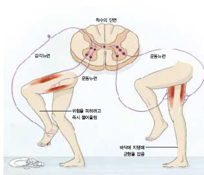 교차신장반사가 일어나는 과정^길을 걷가가 날카로운 유리조각을 밟으면 이 정보가 감각신경을 거쳐 척수로 전달된다. 척수신경계는 질린 다리를 재빨리 들어올리도록 운동신경에 통해 근육을 조절한다. 다른 쪽 다리는 균형을 유지하기 위해 땅을 딛고 지탱하도록 조절한다. 이런 반사작용은 인간이 하는 가장 단순한 운동이자 기본 생존전략이다.