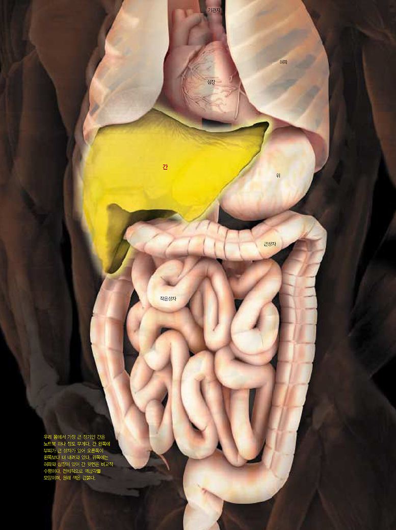 우리 몸에서 가장 큰 기간인 '간'