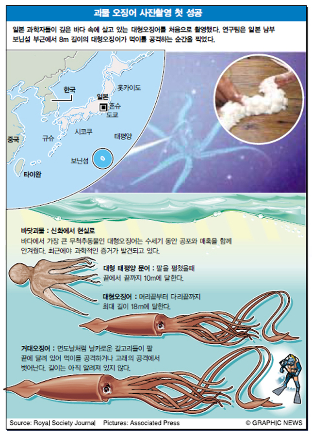 괴물 오징어 사진촬영 첫 성공