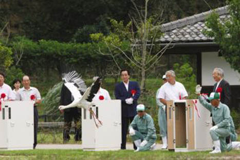 지난 9월 24일 일본 도요오카에서 열린 황새 방사 장면. 상자 문을 열자 황새가 힘차게 날개를 퍼덕이며 하늘을 날아올랐다.