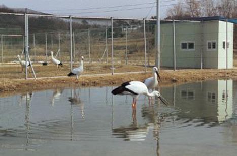 한국도 2012년 황새를 방사할 계획이다. 한국황새복원연구센터에서 황새 33마리를 사육하고있다.